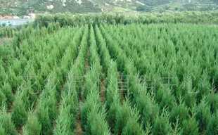 供應綠化苗木刺柏 規格齊 價格優_農副產品_世界工廠網中國產品信息庫