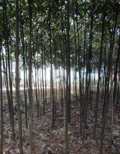 枇杷小苗 實生枇杷樹苗 枇杷苗木 綠化樹苗木 桂花_農副產品_世界工廠網中國產品信息庫