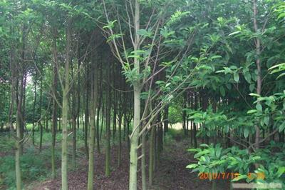 給上海苗木批發的苗木-苗木品種留言_產品詢價_詢價留言