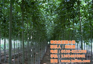 雞西市法桐 2米高速生法桐小苗 騰源苗木 優(yōu)質(zhì)商家 高清圖片 高清大圖