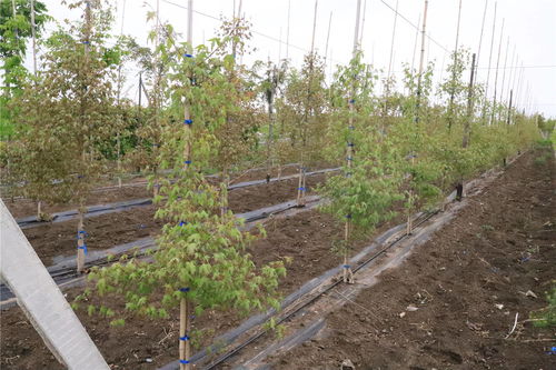 喜報 抬頭園林榮獲觀賞苗木 新產(chǎn)品 新品種 獎