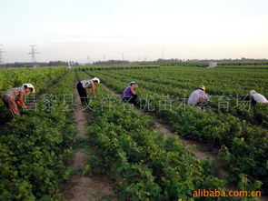 昌黎縣文祥名優(yōu)苗木繁育場 果樹產(chǎn)品列表