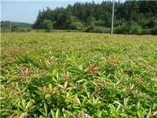 江西金鑫杉樹苗定南縣基地產(chǎn)品展示