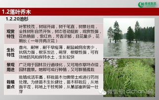 綠城集團園林軟景苗木圖譜 全套