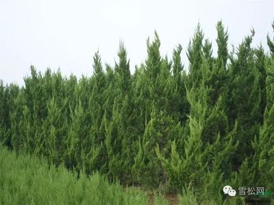 苗木之鄉(xiāng) 安徽舜山