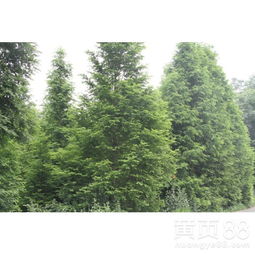 【水杉行道樹綠化苗木,水杉10-12公分,園林綠化苗木】- 