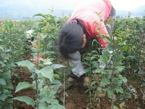 嫁接工人.果樹嫁接工人.苗木嫁接工人.山東苗木果樹嫁接工人.