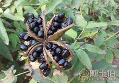 【牡丹籽批發(fā)價格 菏澤牡丹籽批發(fā)商】牡丹籽,價格,廠家,供應(yīng)商,花木,菏澤市牡丹區(qū)天朝牡丹種植專業(yè)合作社 - 熱賣促銷