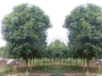 廣西哪里供應的桂花樹價格優惠 桂林綠康綠化苗木基地 金球桂,八月桂,桂花樹,狀元紅,四季桂