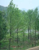 湖南苗木銷售中心供應樂昌含笑、紅花木蓮、火力蘭_農副產品_世界工廠網中國產品信息庫