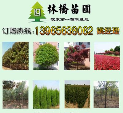 【延安綠化苗木批發_延安綠化苗木網_延安綠化苗木批發苗木價格】價格_廠家_圖片 -