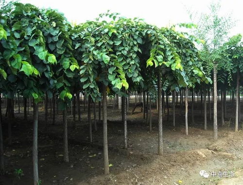 12月園林苗木養護管理須知