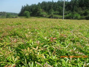 供應造林苗木和綠化苗木,供應造林苗木和綠化苗木生產廠家,供應造林苗木和綠化苗木價格