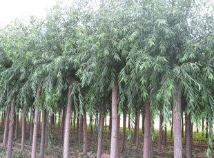垂柳小苗價格、保定垂柳苗木批發、垂柳苗木價格-保定常青苗木_農副產品_世界工廠網中國產品信息庫