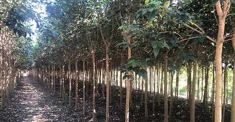 東臺市東霞苗木