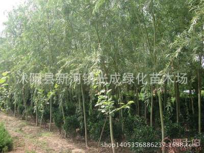 【直銷垂柳苗綠化垂柳垂柳樹苗綠化工程苗無病害易成活】沭陽縣新河鎮光成綠化苗木場 - 產品庫