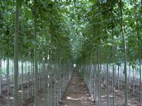 綠化苗木產品,苗木圖片信息 252