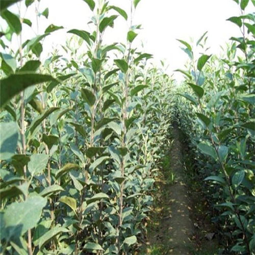 2公分柿子樹苗價格及報價