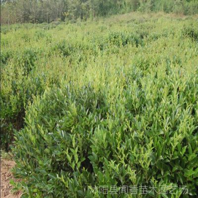 日本女貞 金葉女貞女貞苗木基地 規格較全 綠化工程苗木供應