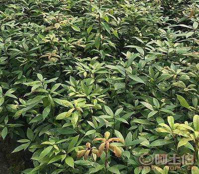 【自貢黃金芽茶苗品種齊全%黃金芽茶樹苗專業基地】黃金芽茶苗,價格,廠家,供應商,花木、果木種苗,雅安市名山區惠農苗木種植農民專業合作社 - 產品庫