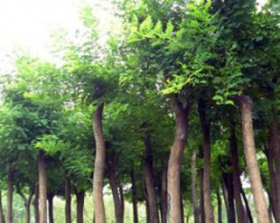 國槐4年生苗由山西春恒苗木提供_農副產品_世界工廠網