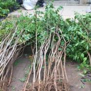 紫藤批發_苗木產品圖片