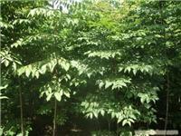 鄢陵苗木價格_鄢陵苗木價格高清大圖_鄢陵苗木價格高清圖片_一比多產品庫