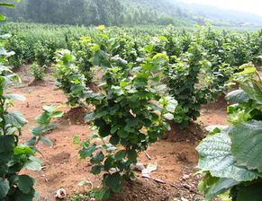 榛子苗木 新沂市惠園林果專業合作社 軟籽石榴苗 江蘇軟籽石榴苗 江蘇葡萄苗 江蘇紅寶石葡萄 江蘇榛子苗 軟籽石榴苗,江蘇軟籽石榴苗,江蘇葡萄苗,江蘇紅寶石葡萄