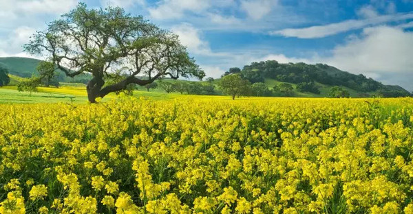 津城園苗木分析:苗木利潤都跑哪里去了?-