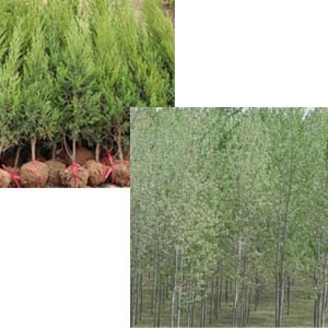供隴南塔柏苗木和甘肅白楊樹苗木供應商