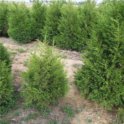 營養缽側柏樹苗苗木供應優質側柏小苗