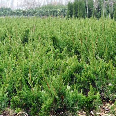 綠籬用40厘米高小龍柏價格