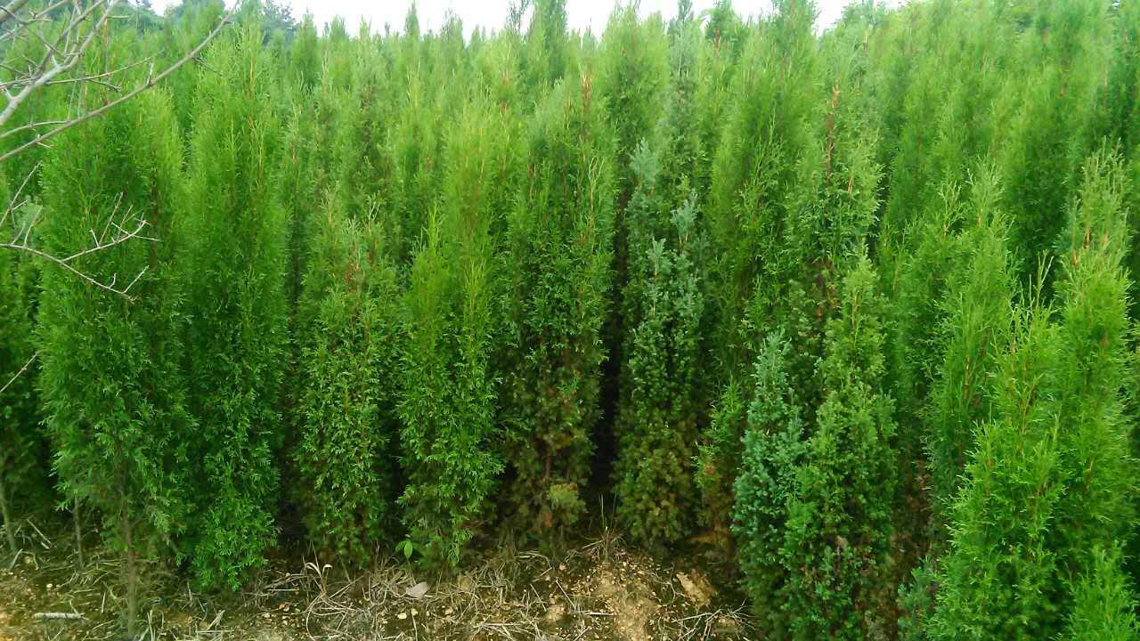 柏樹-生意寶旺鋪