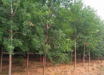 供應綠化苗木5公分白蠟丨10公分白蠟丨15公分白蠟_農副產品_世界工廠網