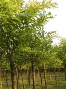 供應供應,山東速生法桐,速生法桐最新價格--濟寧萬源苗木 _傳媒、廣電_世界工廠網中國產品信息庫