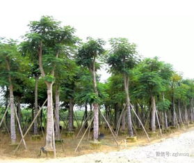 2017年廣東地區鳳凰木最新苗木報價及鳳凰木苗木價格行情