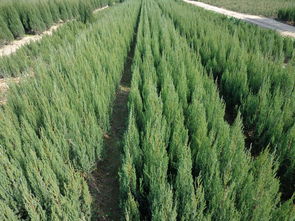 河南檜 河南檜價格 河南檜報價 河南添寶苗木