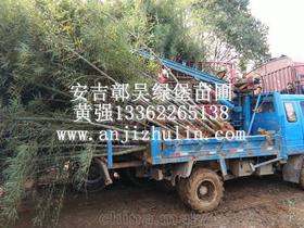 苗圃用品供應商與批發市場價格分析及苗木采購指南