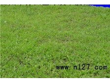 郴州市蘇仙區綠溪草皮苗木綠基地苗木產品展示