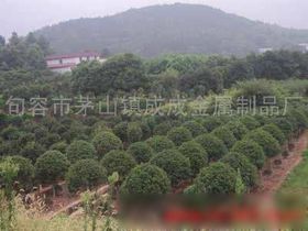 苗木 自然生命的初始與希望