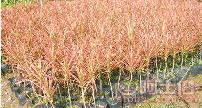 室內綠化觀賞植物馬尾鐵 自產自銷的優質選擇