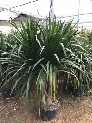 綠化苗木龍血樹直銷，價格實惠的優選供應商