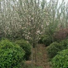 臨沂富雅海棠苗木基地 專業培育優質海棠苗木的綠色家園