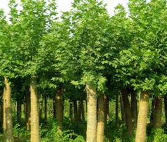 園藝之選 企業優質苗木產品圖片全覽