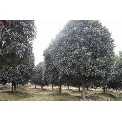 好彩苗木 江蘇夏溪精品桂花苗，打造庭院雅韻之選