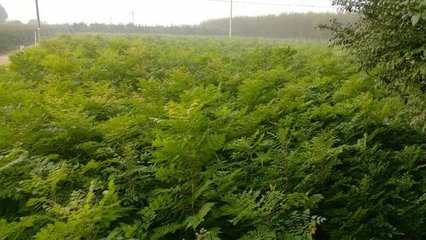 各類苗木圖片概覽 國槐、白臘、欒樹、榆樹、法桐等