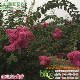 速生玫紅紫薇——江西優質苗木供應與市場前景分析