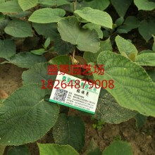 苗木——綠色的希望