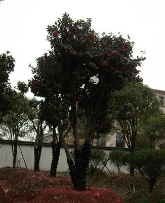 優品推薦 大型茶花苗木，直徑8公分至35公分，品質卓越，貨源充足