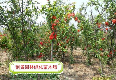 貼梗海棠、垂絲海棠及各類海棠苗木供應 規格齊全，品質保證